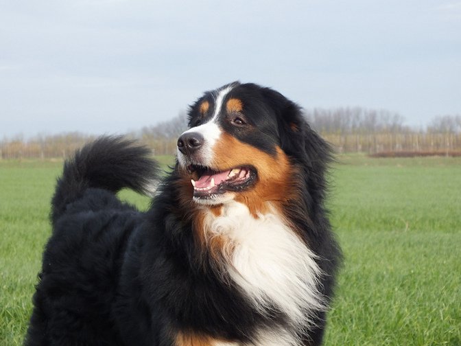 Bernese Mountain Dog - Temperament, Lifespan, Shedding, Puppy