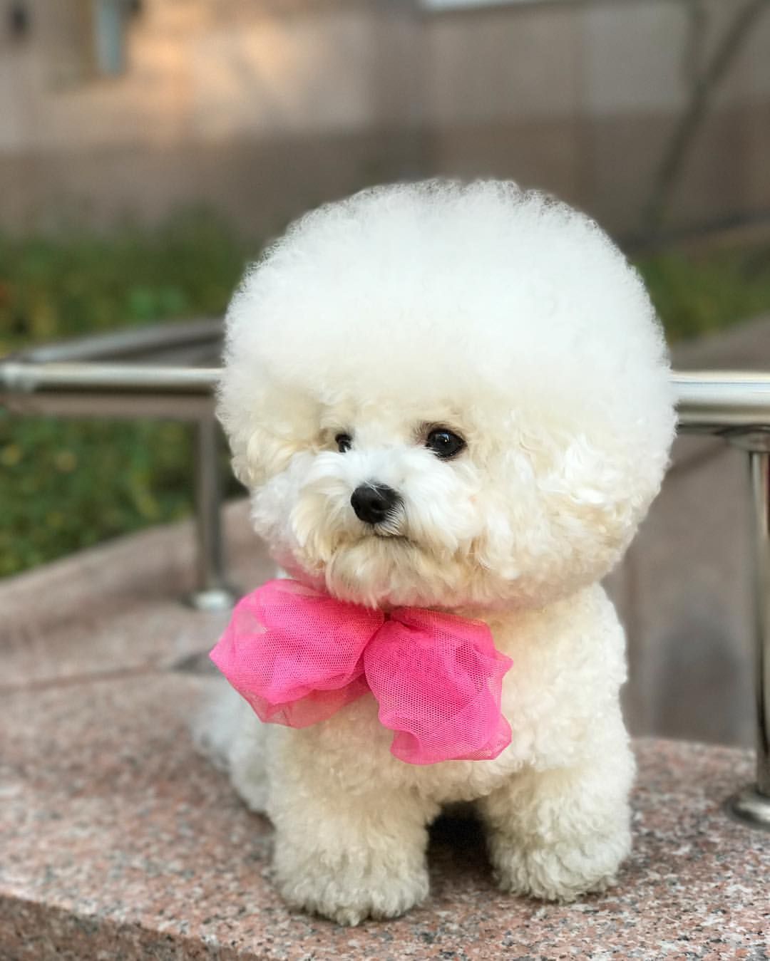 Bichon Frise Temperament Lifespan Shedding Puppy