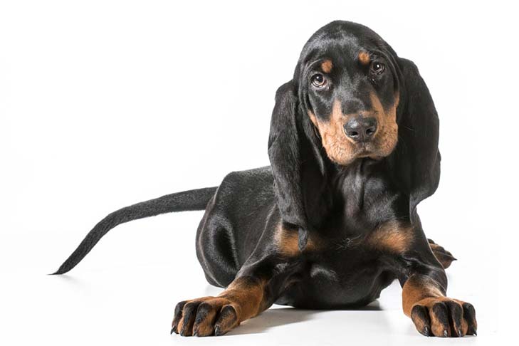 Black and Tan Coonhound: Photo #1