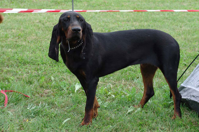 Black and Tan Coonhound: Photo #6