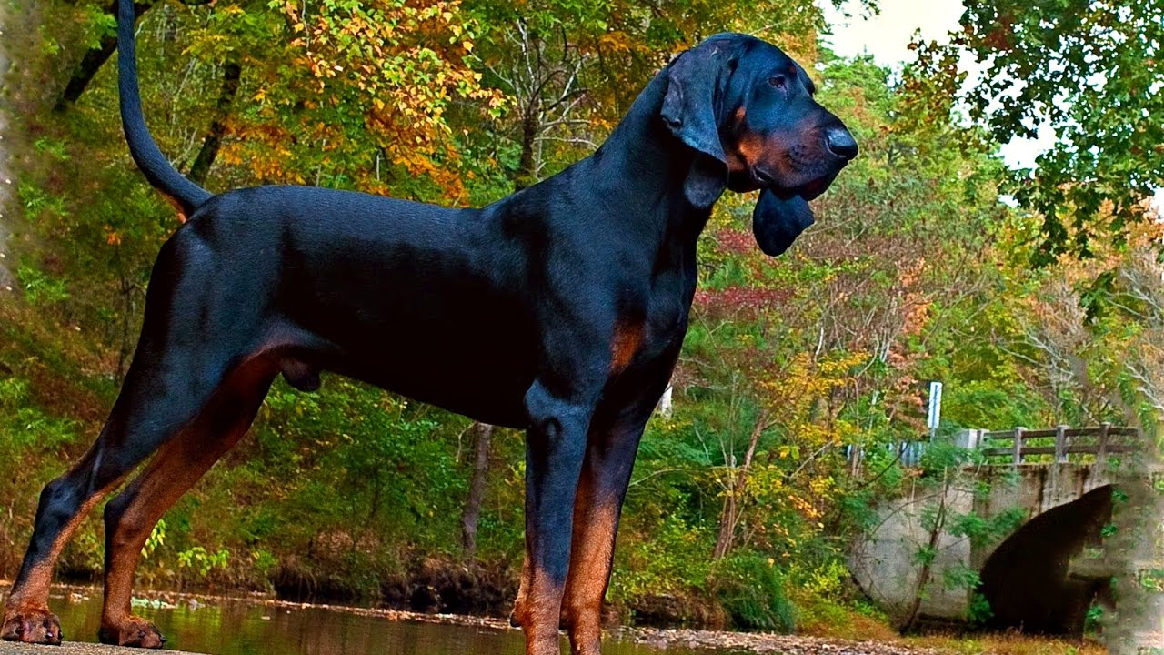 Black and Tan Coonhound: Photo #10