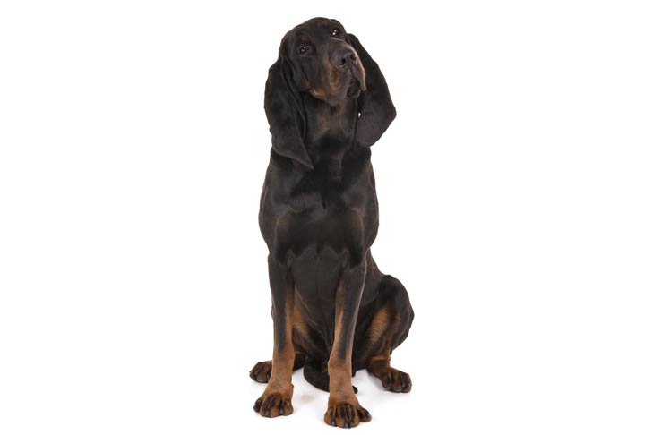 Black and Tan Coonhound: Photo #3