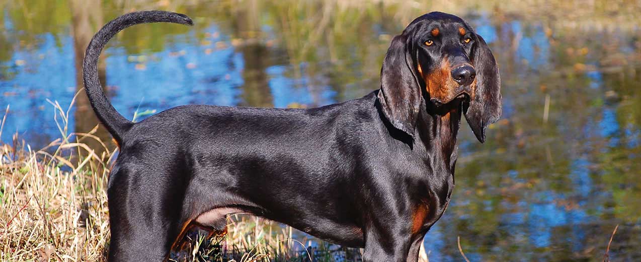 Black and Tan Coonhound: Photo #4