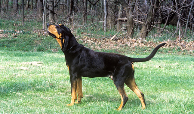 Black and Tan Coonhound: Photo #5