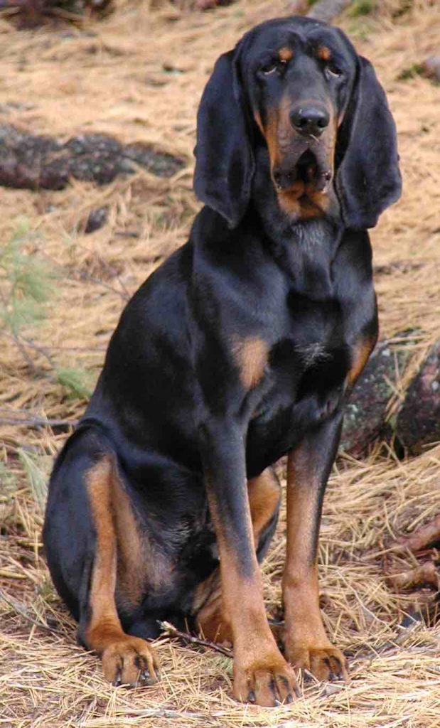 Black and Tan Coonhound: Photo #8