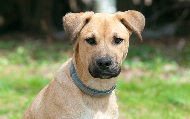 Black Mouth Cur - Temperament, Lifespan, Shedding, Puppy