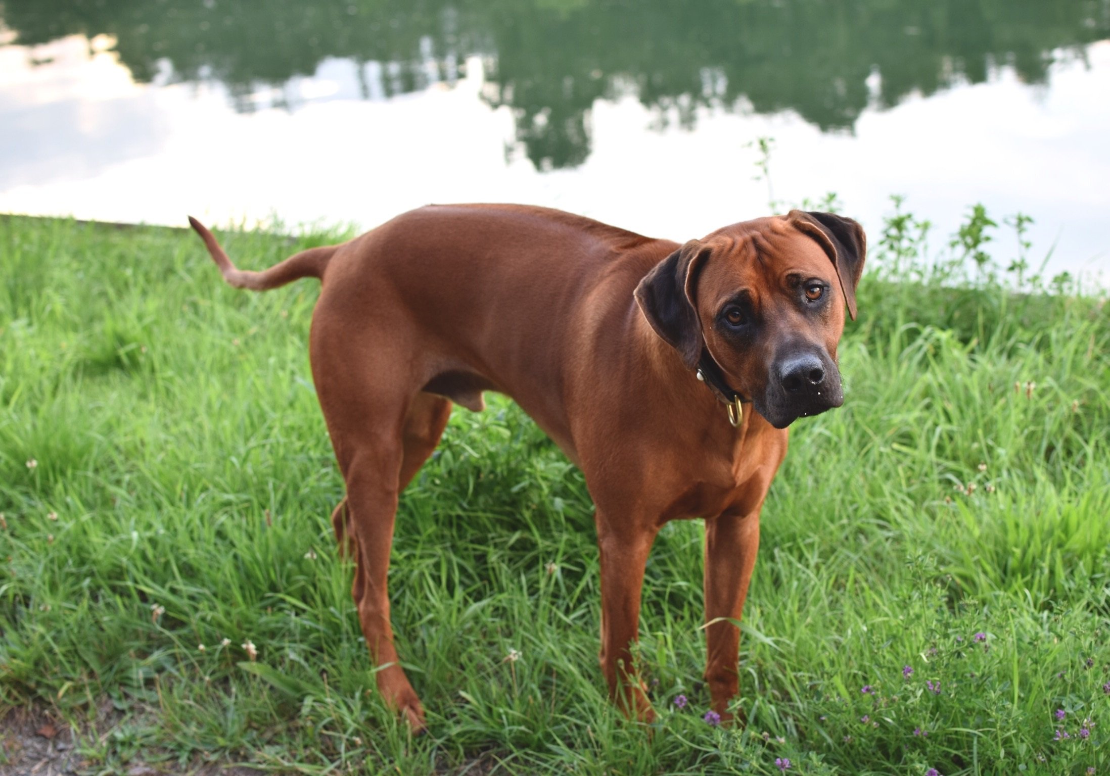 Black Mouth Cur - Temperament, Lifespan, Shedding, Puppy