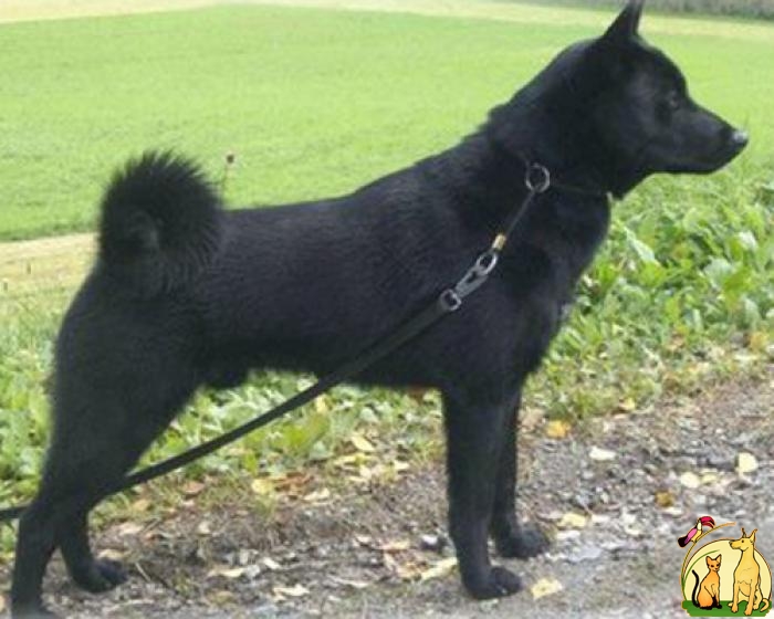 Black Norwegian Elkhound: Photo #9