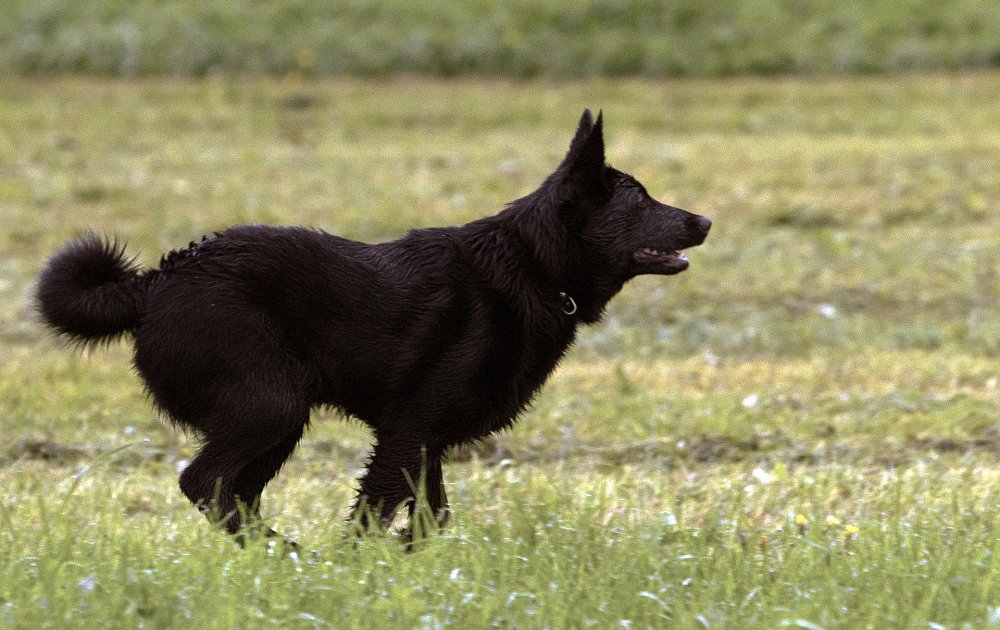 Black Norwegian Elkhound: Photo #2