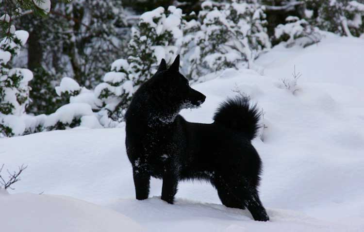 Black Norwegian Elkhound: Photo #4