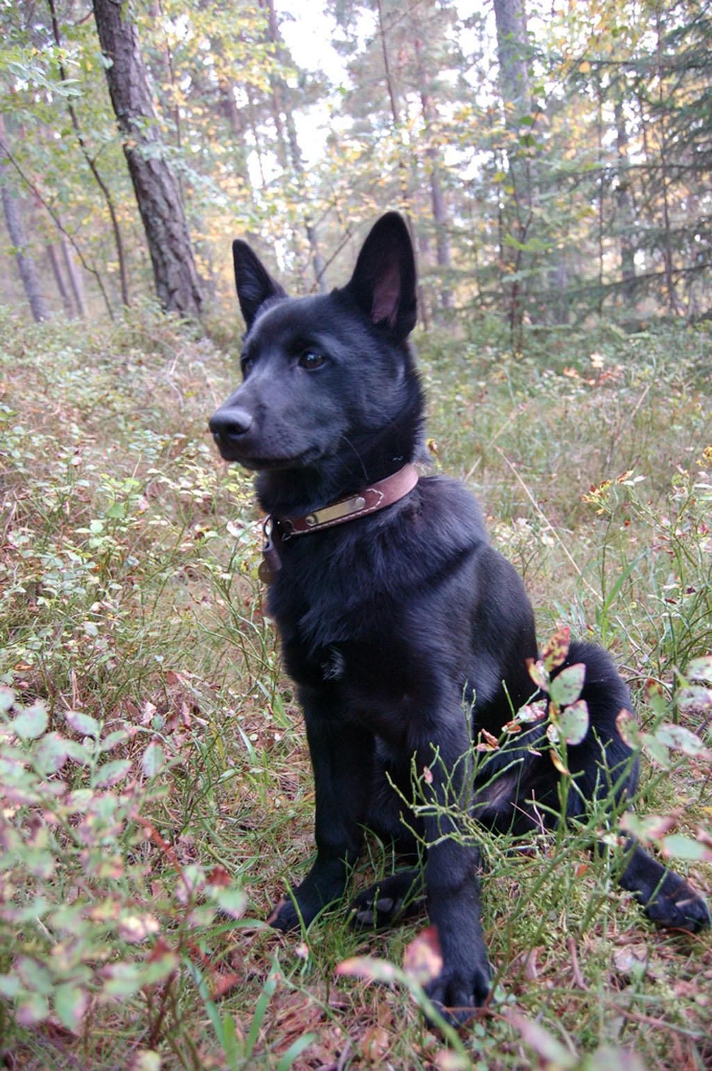 Black Norwegian Elkhound: Photo #5