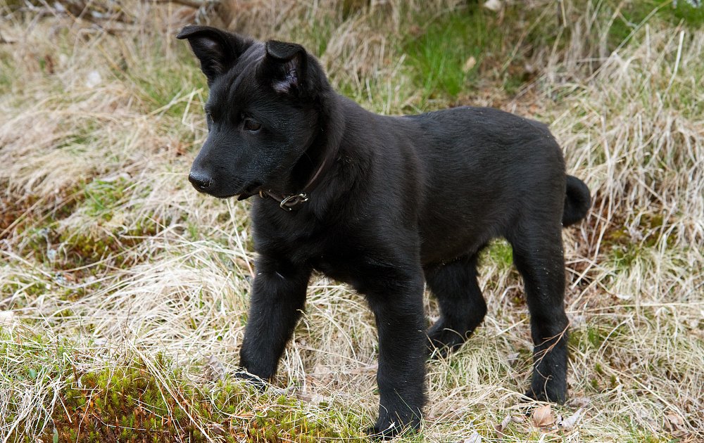 Black Norwegian Elkhound: Photo #6