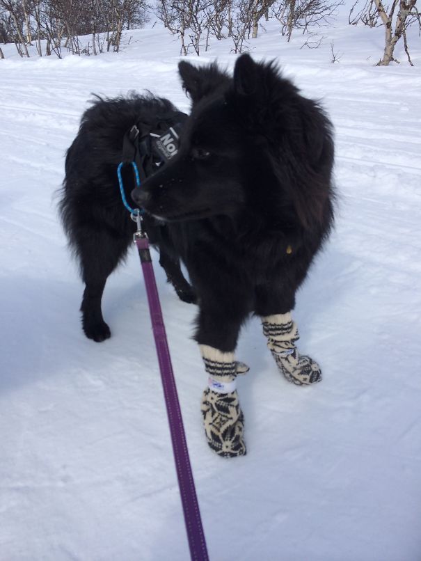 Black Norwegian Elkhound: Photo #7