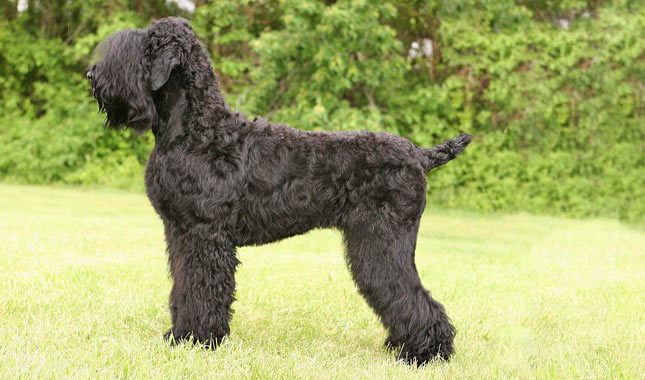 Black Russian Terrier: Photo #10