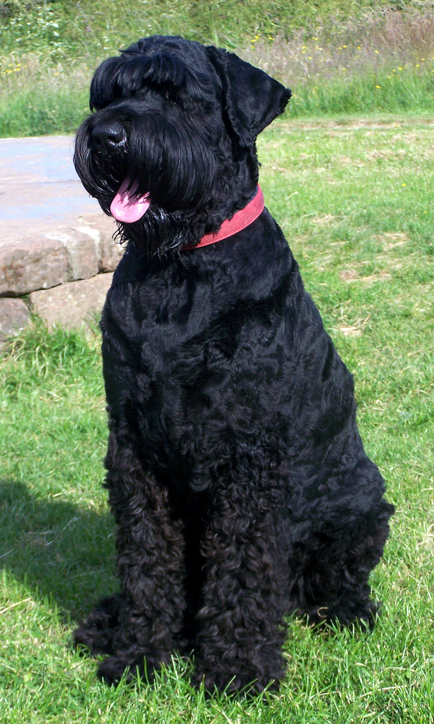 Black Russian Terrier: Photo #11