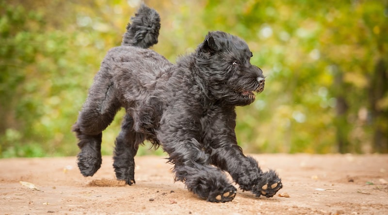 Black Russian Terrier: Photo #12