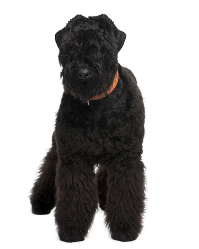 Black Russian Terrier: Photo #1