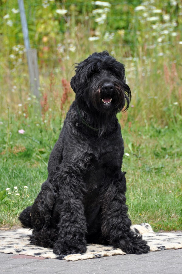Black Russian Terrier: Photo #4