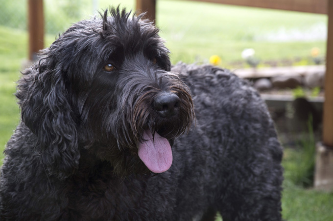 Black Russian Terrier: Photo #6