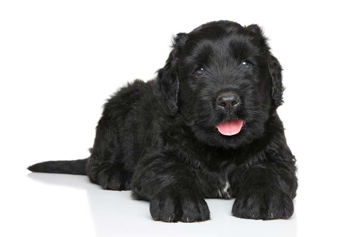 Black Russian Terrier: Photo #7