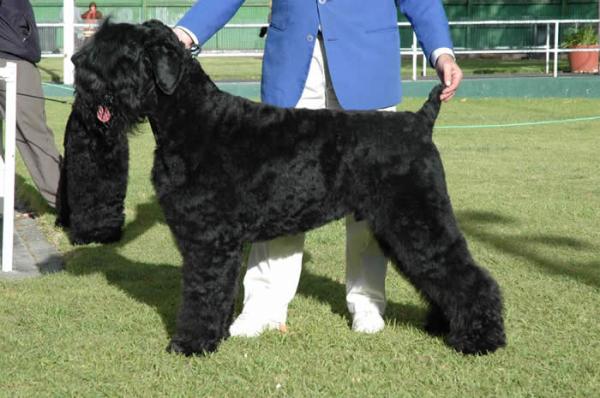 Black Russian Terrier: Photo #8