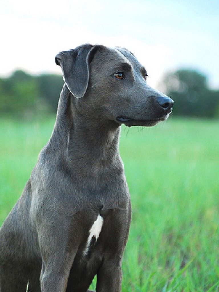 Blue Lacy - Temperament, Lifespan, Shedding, Puppy