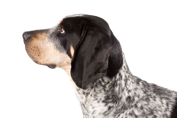 Bluetick Coonhound: Photo #2