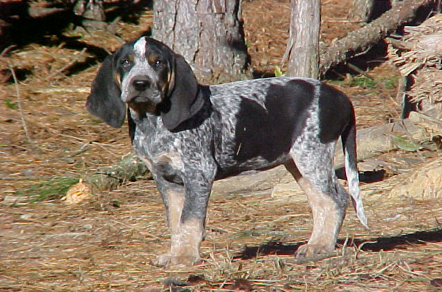 Bluetick Coonhound: Photo #5