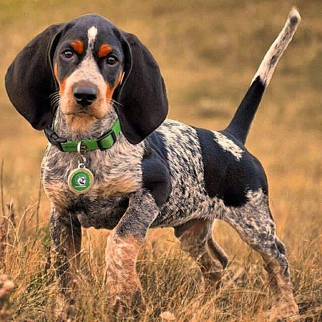 Bluetick Coonhound - Temperament, Lifespan, Shedding, Puppy