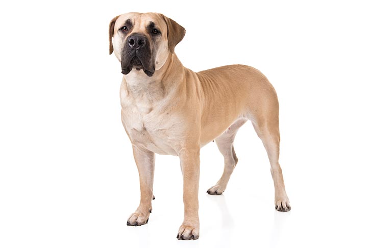 Boerboel Temperament Lifespan Shedding Puppy   Boerboel Photo 4 