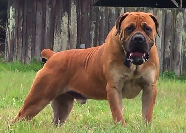 Boerboel Temperament Lifespan Shedding Puppy   Boerboel Photo 7 