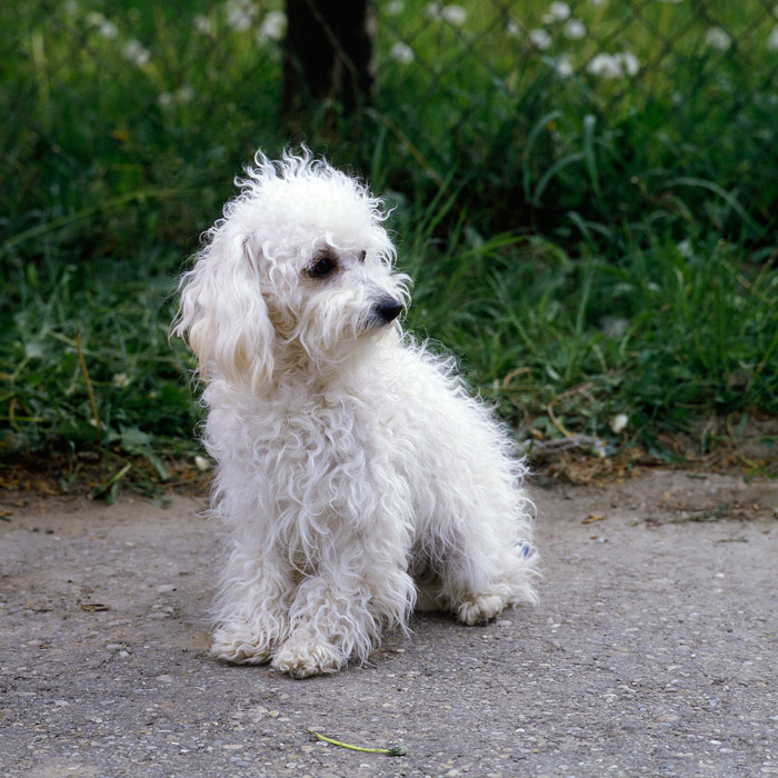 Bolognese dog: Photo #3