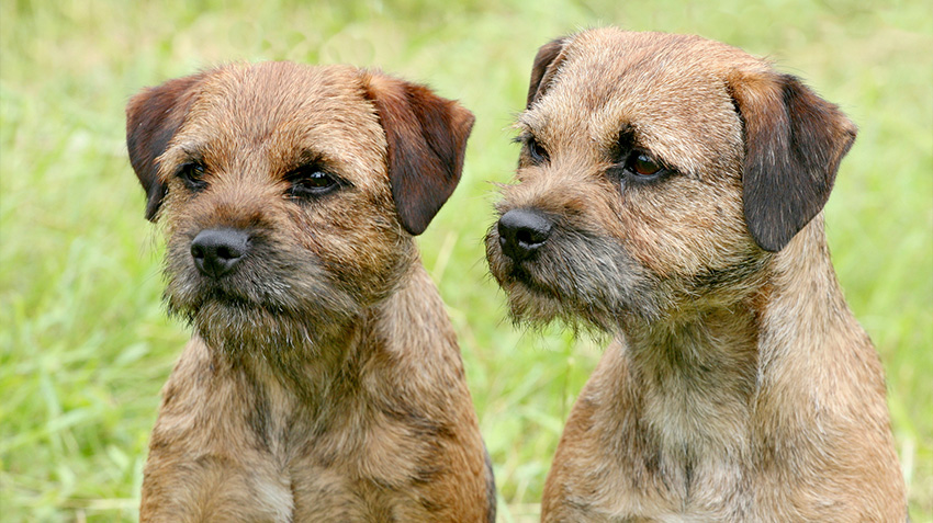 border-terrier-temperament-lifespan-shedding-puppy