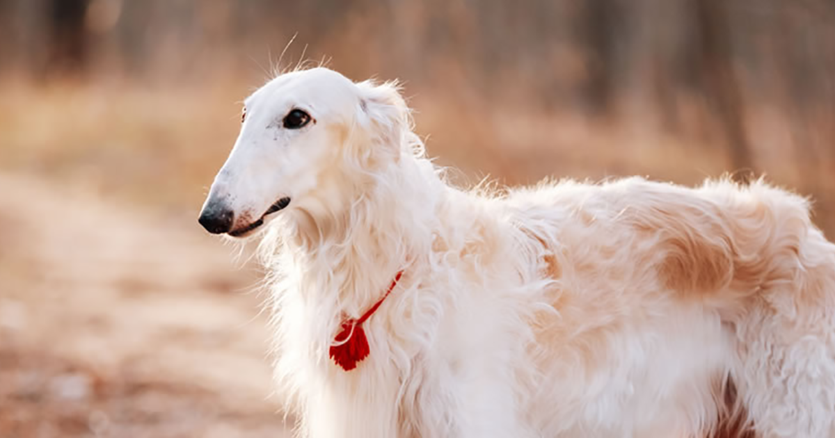 Borzoi - Temperament, Lifespan, Shedding, Puppy