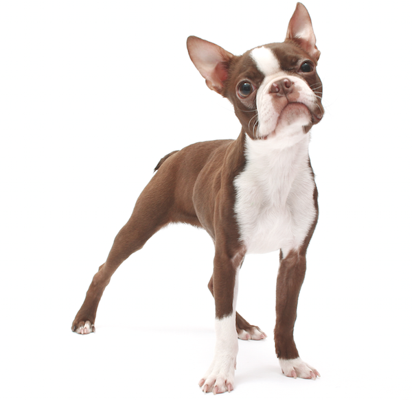 Boston Terrier - Temperament, Lifespan, Shedding, Puppy