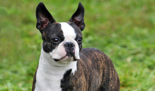 Boston Terrier - Temperament, Lifespan, Shedding, Puppy