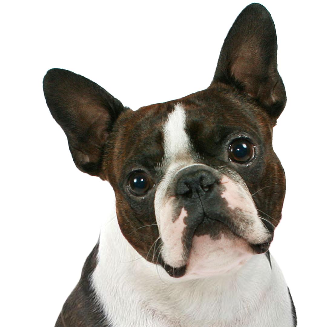 Boston Terrier - Temperament, Lifespan, Shedding, Puppy