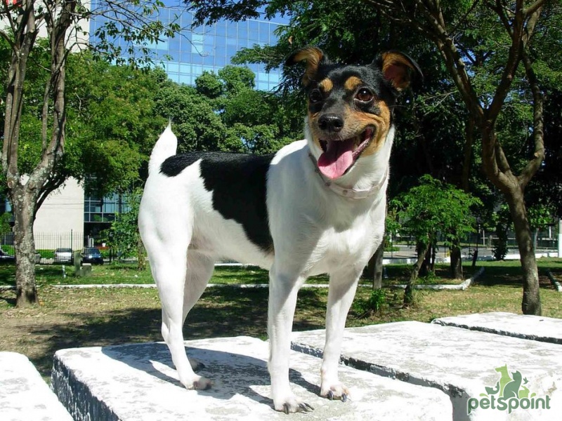 Brazilian Terrier: Photo #10
