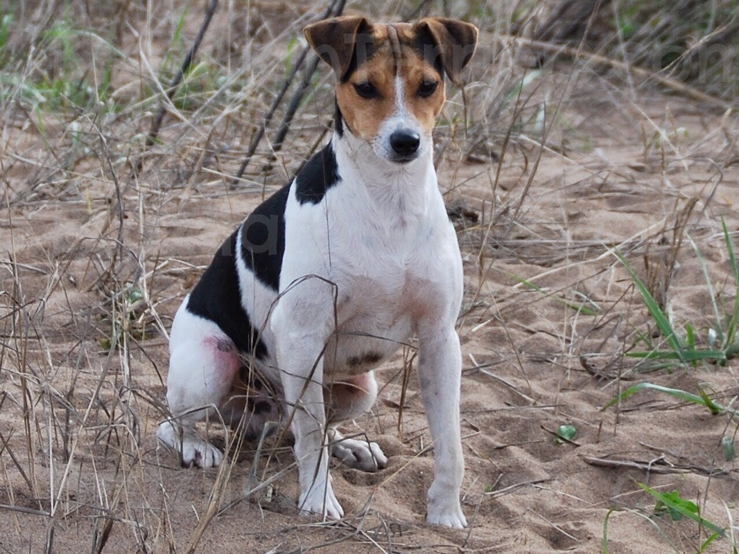 Brazilian Terrier: Photo #3