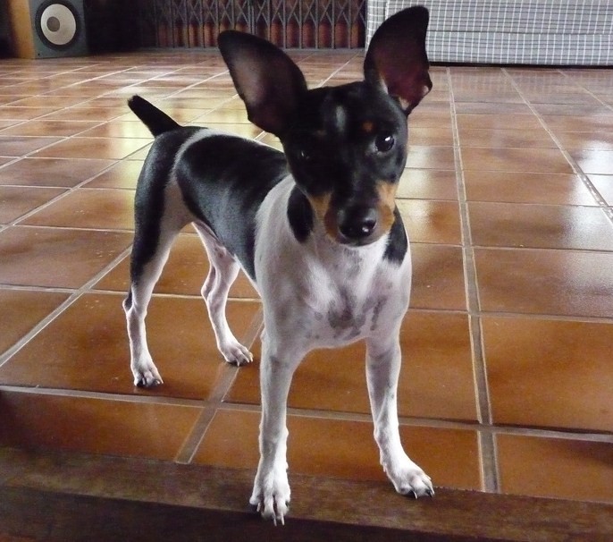 Brazilian Terrier: Photo #7