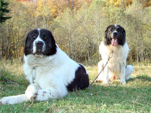 are bukovina sheepdog good with kids