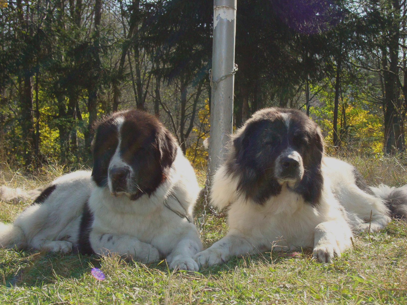 are bukovina sheepdog good with kids