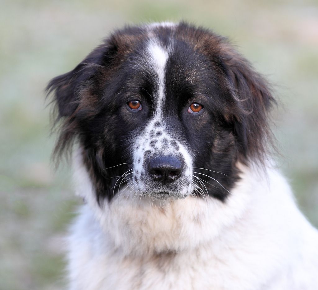 Bulgarian Shepherd Dog: Photo #5