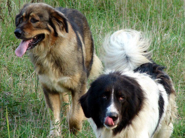 Bulgarian Shepherd Dog: Photo #6