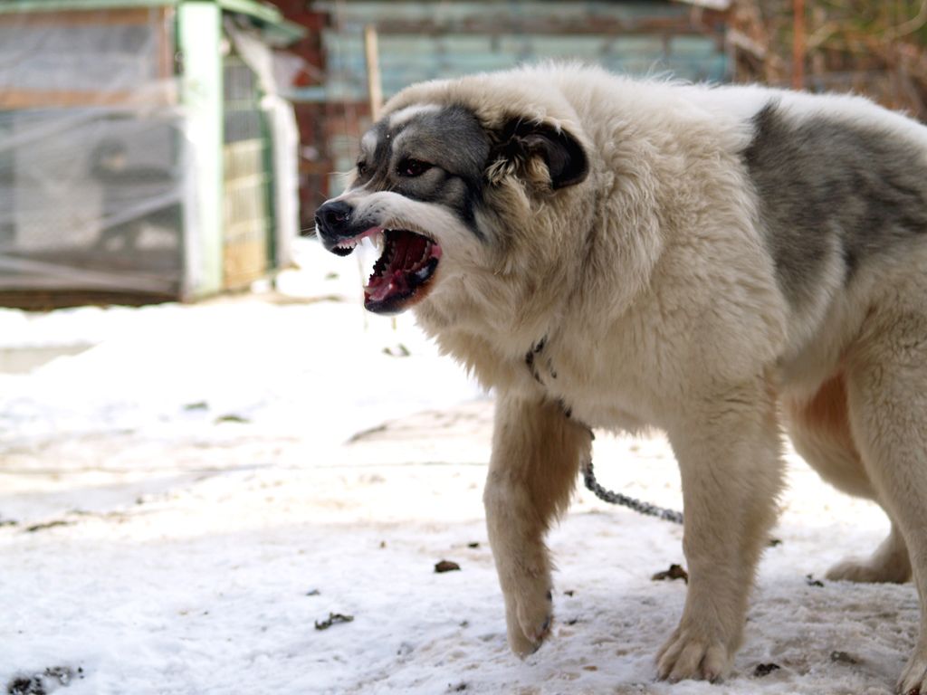 Bulgarian Shepherd Dog: Photo #8