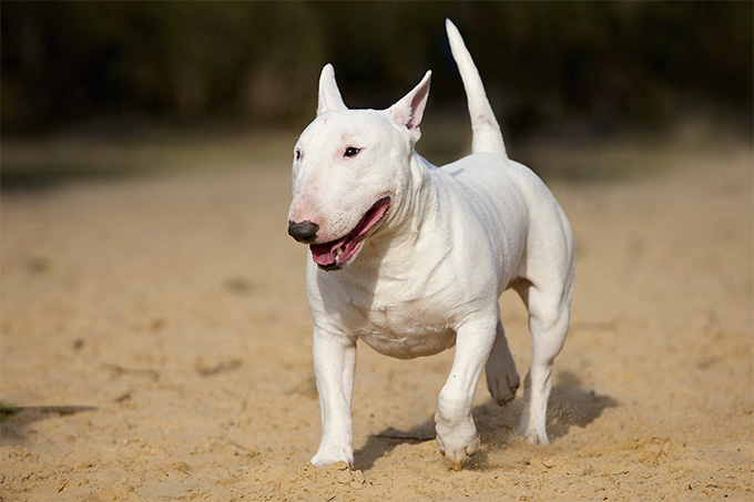 Bull Terrier: Photo #4