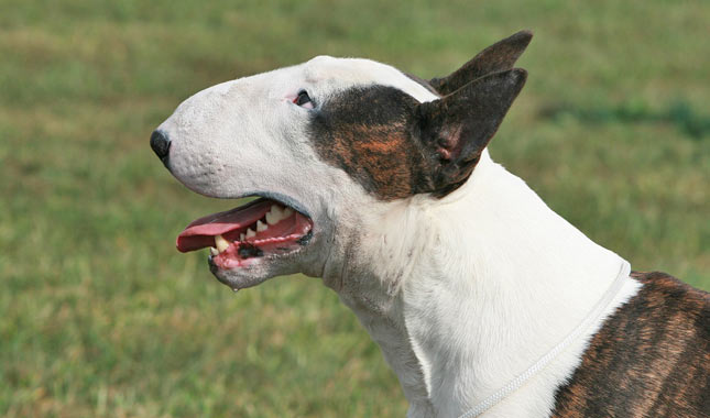 Bull Terrier: Photo #7