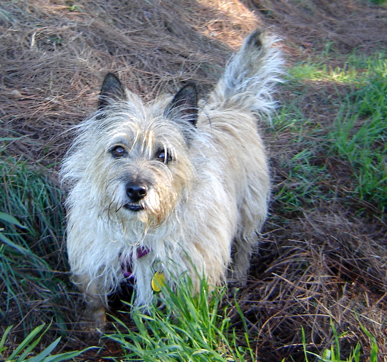 Cairn Terrier: Photo #12