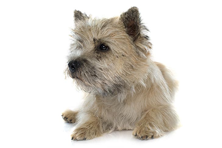 Cairn Terrier: Photo #2