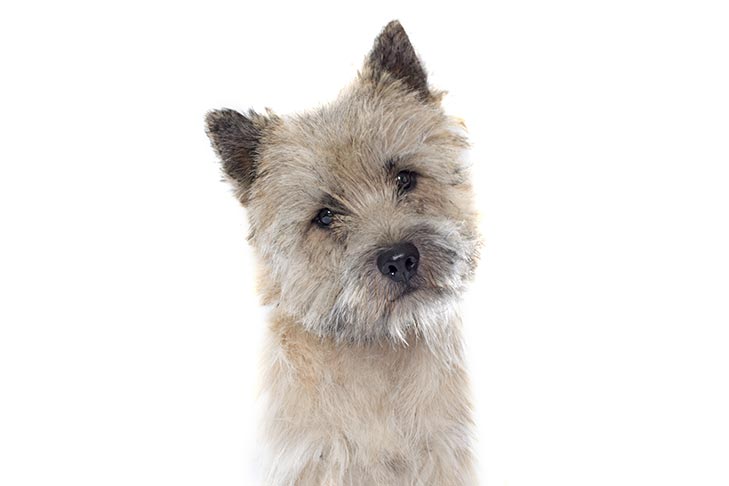 Cairn Terrier: Photo #3